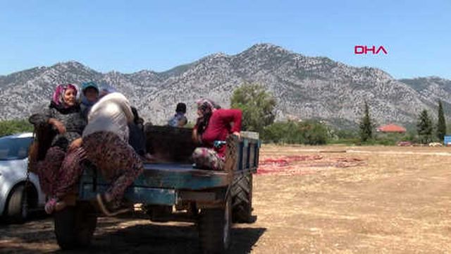 Antalya Antalya'da Tarlalar Halı Açtı Hd - Haber