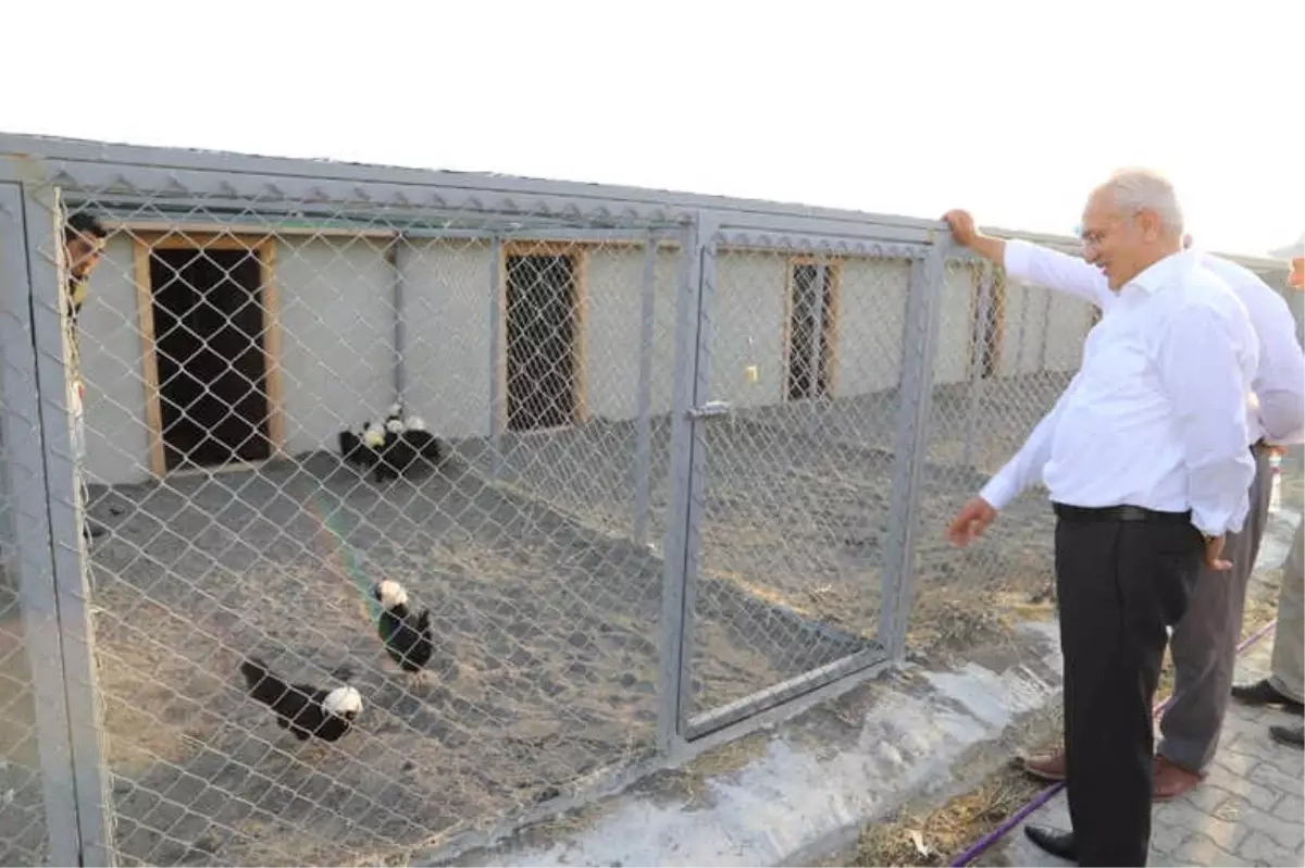 Eksisu Mesire Alanina Kanatli Hayvan Barinagi Olusturuldu Erzincan