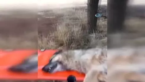 Gunlerce Ac Ve Susuz Kalan Kopek Kurtarildi Elazig