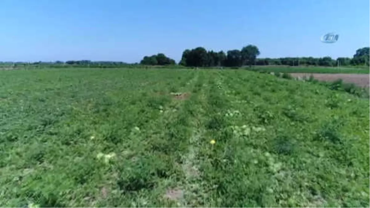 Turfanda Karpuzda Hayal Kırıklığı Yaşayan Çiftçinin Yüzünü Domates Güldürdü
