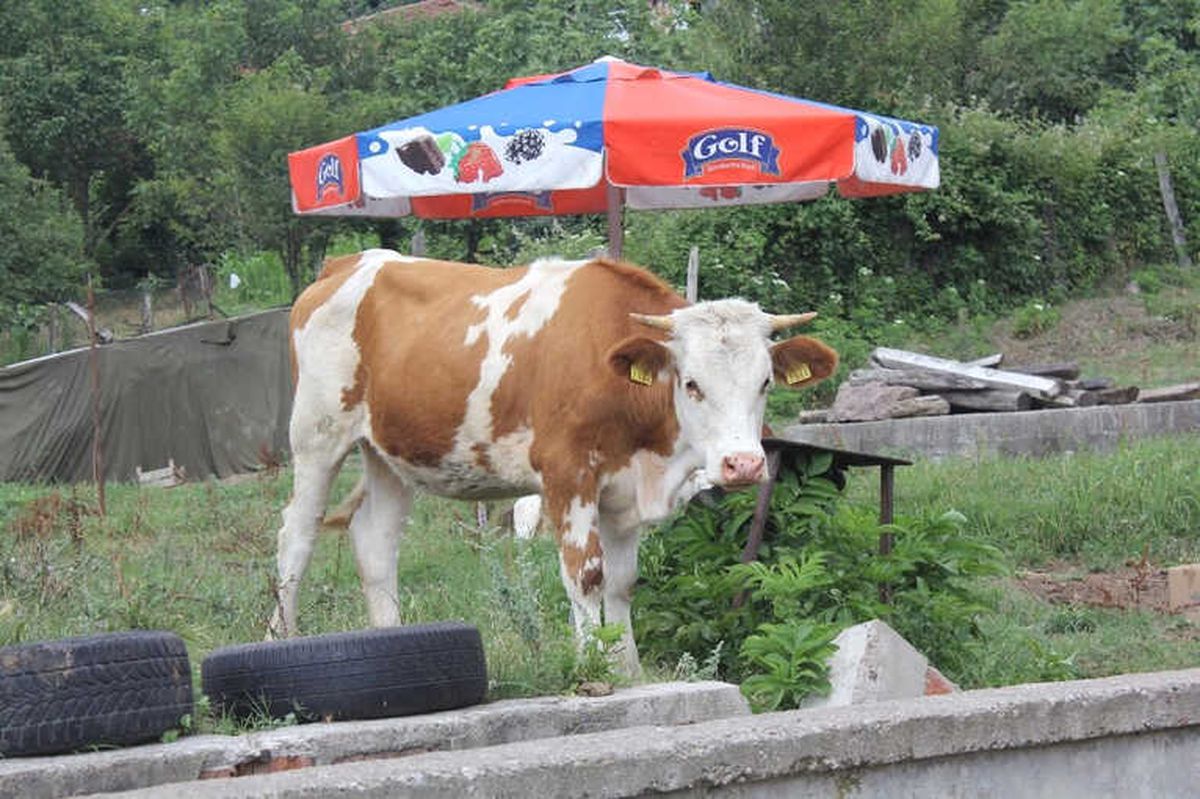 Kocaeli'de Kurban Bayramı Öncesi Şarbon Paniği