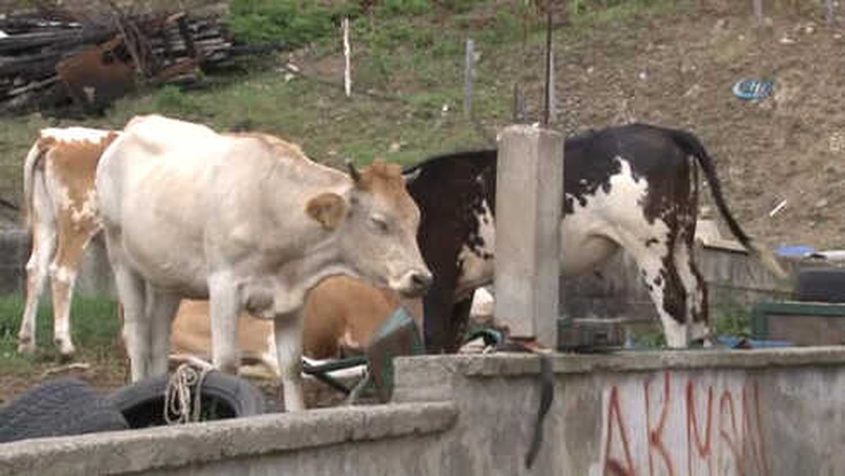 Kocaeli' de Kurban Bayramı Öncesi Şarbon Paniği