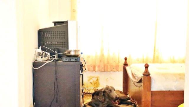 Aç Kalan Köpek, Ölen Sahibinin Suratını Yedi