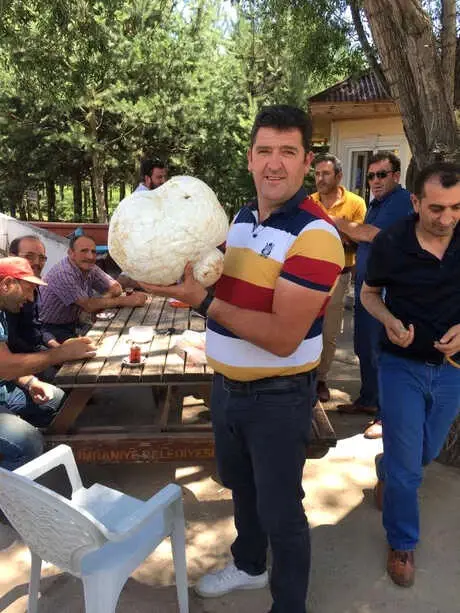 Bayburt'ta Dev Mantar Şaşırttı