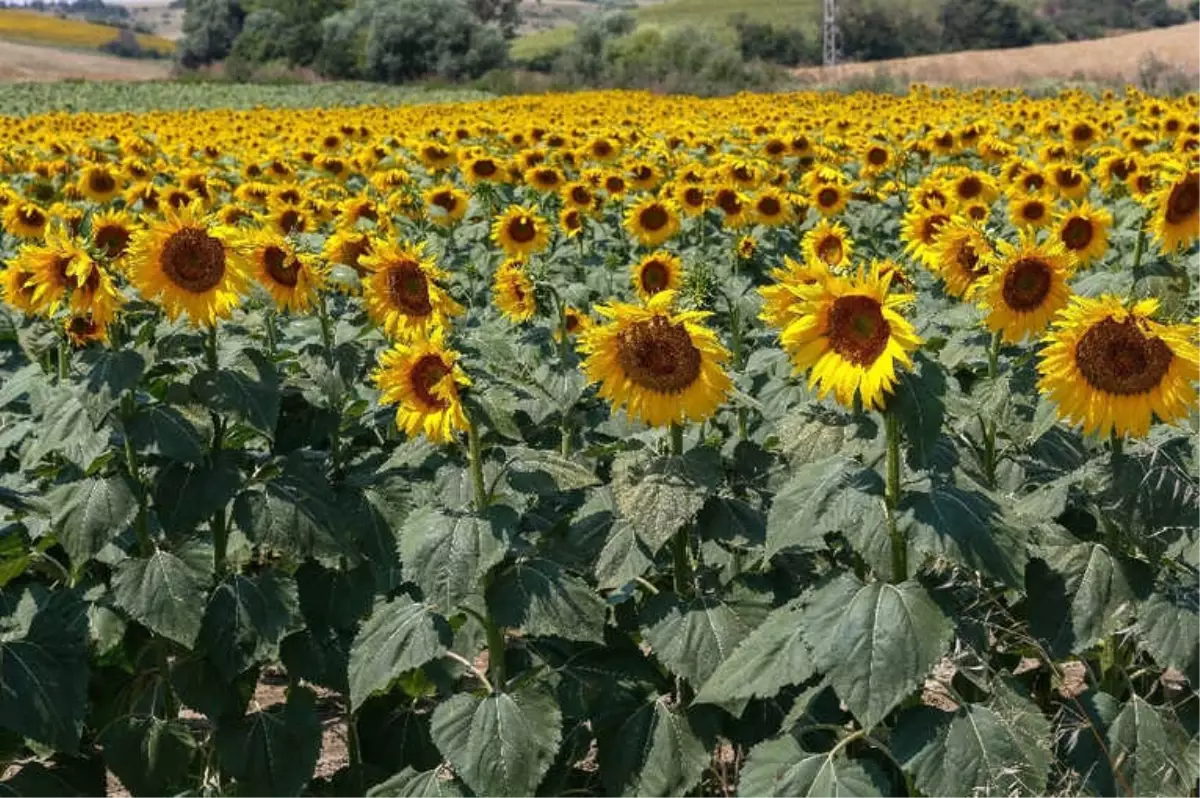 May Tohum İhracatını Yüzde 15 Arttırdı