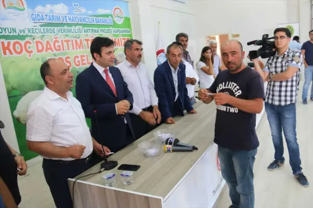 Kırşehir'de Üreticilere Damızlık Koç Dağıtıldı