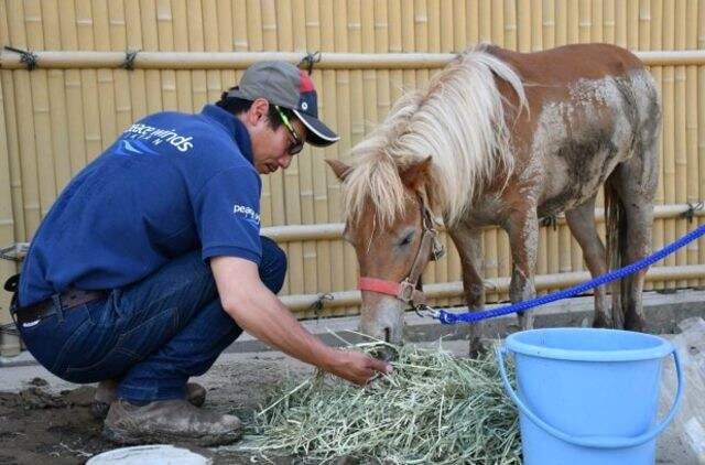 Sel Felaketinde Kaybolan Midilli, Sular Çekilince Evin Çatısında Ortaya Çıktı