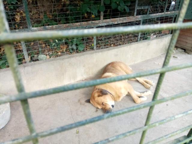 Adnan Oktar'ın Kedicikleri Gitti, Villanın Önündeki Köpek Kaldı