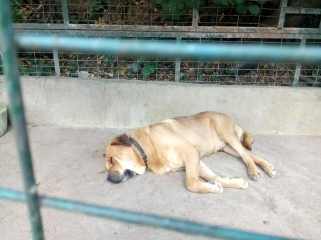 Adnan Oktar'ın Kedicikleri Gitti, Villanın Önündeki Köpek Kaldı