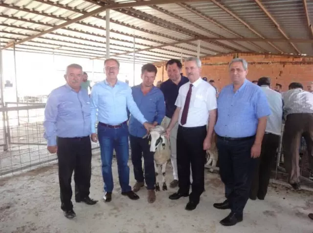 Tavas'ta Koyun Yetiştiricilerine 42 Baş Koç Dağıtıldı