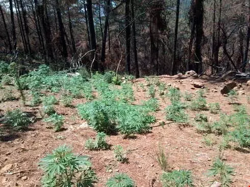 Hatay'ın 3 İlçesinde Uyuşturucu Operasyonu