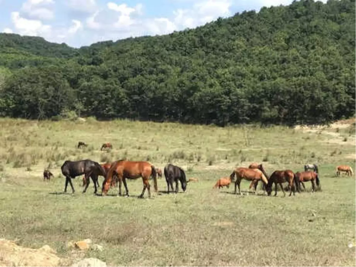 Türkiye'nin 'Hollywood'U Burası Olacak