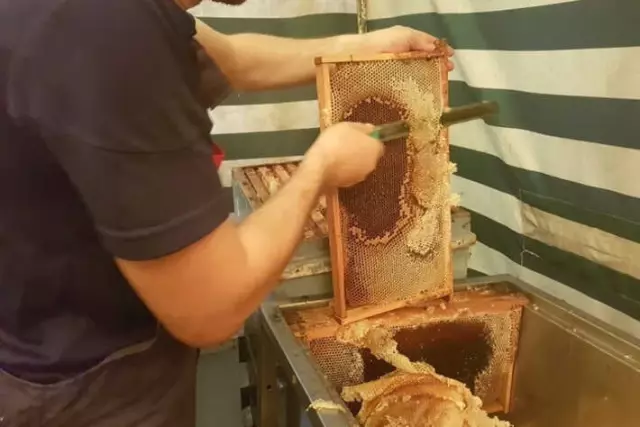 Akçakoca'da Kestane Balında Hasat Zamanı