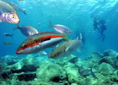 Antalya'nın Sualtı Zenginlikleri Dalış Tutkunlarını Bekliyor