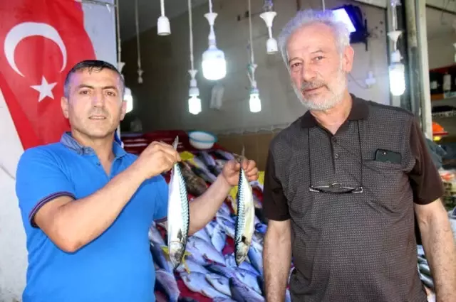 Balıkçılar Palamudun Yolunu Gözlüyor Balıkçılar Palamudun Yolunu Gözlüyor