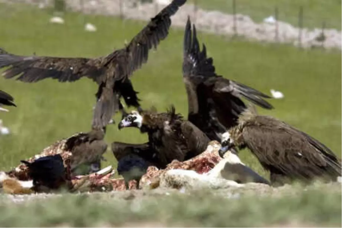 Bolu'nun, 'Akbaba Lokantası' Yırtıcı Misafirlerini Ağırlıyor