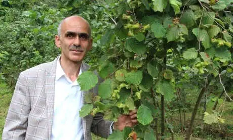Fındıkta Hasat Erken Başlıyor
