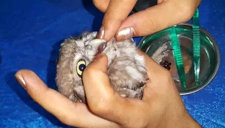 Küçük Horbi Cımbızla Çiğ Et Verilerek Besleniyor