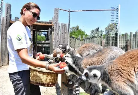 Lemurlar Organik Besleniyor