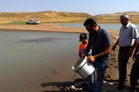 Siirt'te, Göletlere 120 Bin Balık Bırakıldı