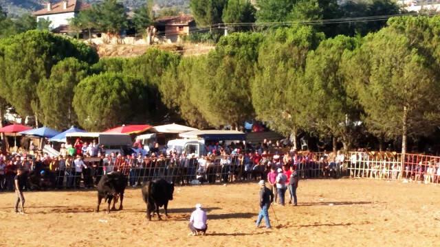 Dostluk Karşılaşması Meydan Savaşına Dönüştü Sahipleri boğalardan daha öfkeli çıkınca arena ringe döndü