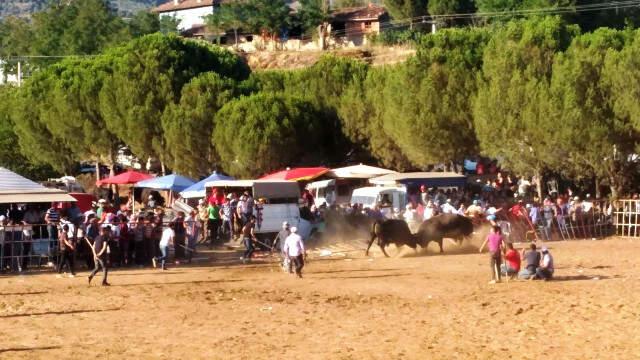 Dostluk Karşılaşması Meydan Savaşına Dönüştü Sahipleri boğalardan daha öfkeli çıkınca arena ringe döndü