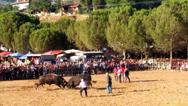 Dostluk Karşılaşması Meydan Savaşına Dönüştü Sahipleri boğalardan daha öfkeli çıkınca arena ringe döndü