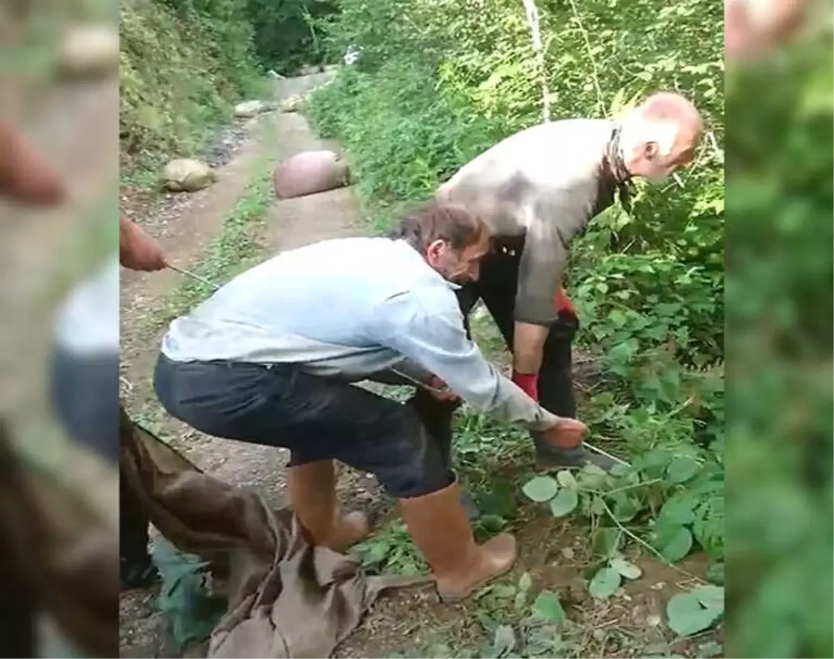 İşçiler Yamaçtan Yuvarlanan Çay Terisi İçin Seferber Oldu