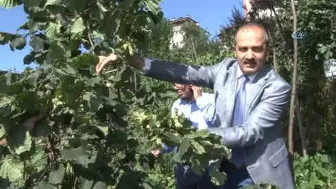 Türkiye'de İlk...fındığı Damla Sulama ile 2 Kat Büyüttüler Türkiye'de İlk...fındığı Damla Sulama ile 2 Kat Büyüttüler