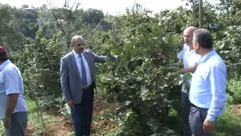 Türkiye'de İlk...fındığı Damla Sulama ile 2 Kat Büyüttüler Türkiye'de İlk...fındığı Damla Sulama ile 2 Kat Büyüttüler