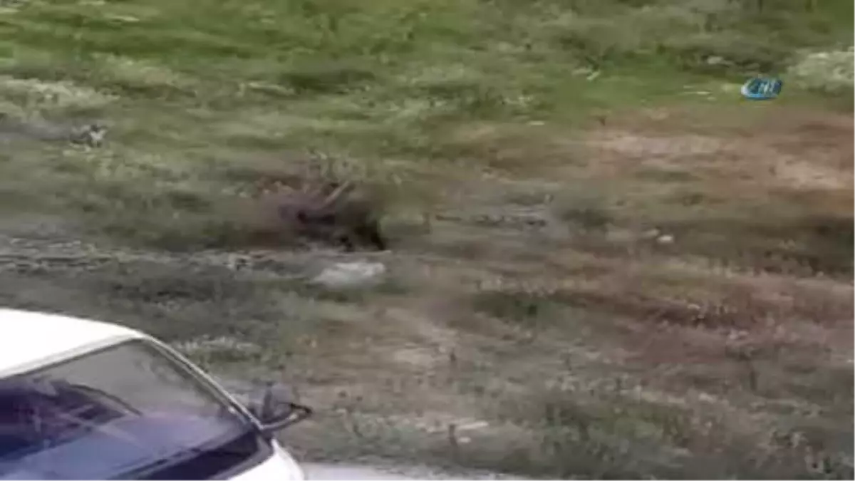 Yaban Domuzu Şehre İndi