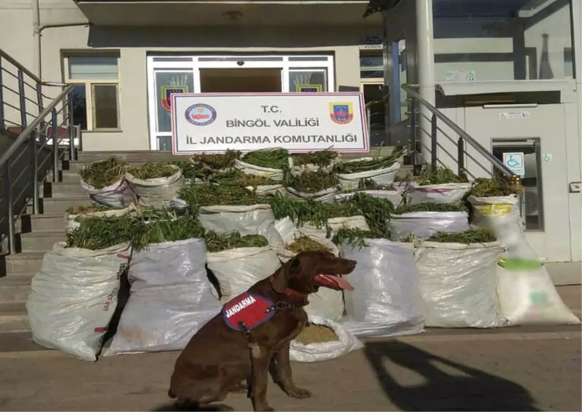 Bingöl'de 300 Kilogram Esrar Ele Geçirildi