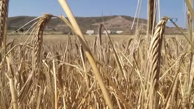 Turkiye Nin Bugday Ambarinda Hasat Basladi Haberler Ekonomi