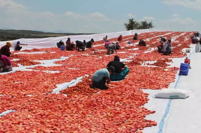 Manisa'nın Kurutulmuş Domatesleri Dünya Pazarında