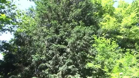 En Yaşlı Porsuk Ağacına Doğum Günü Pastası - Zonguldak En Yaşlı Porsuk Ağacına Doğum Günü Pastası - Zonguldak