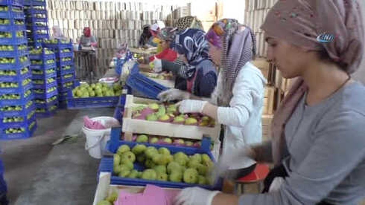 Taze İncire Zeybekli İhracat