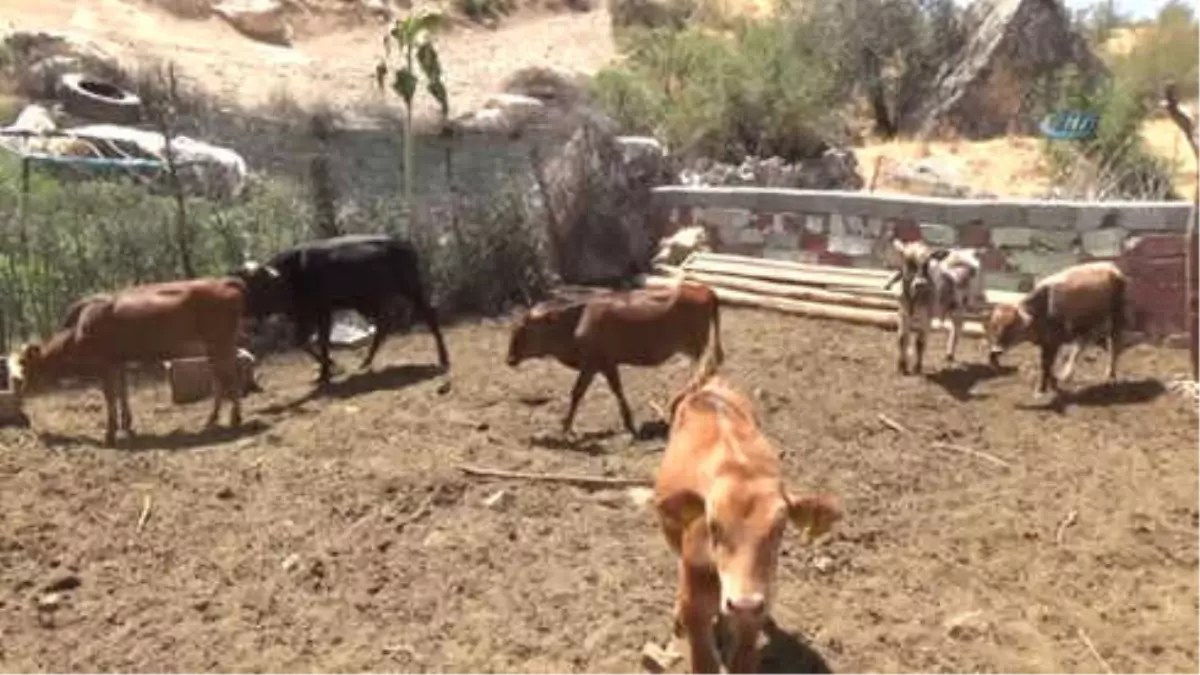 Aşılama ile Hayvan Ölümleri Minimuma İndirildi