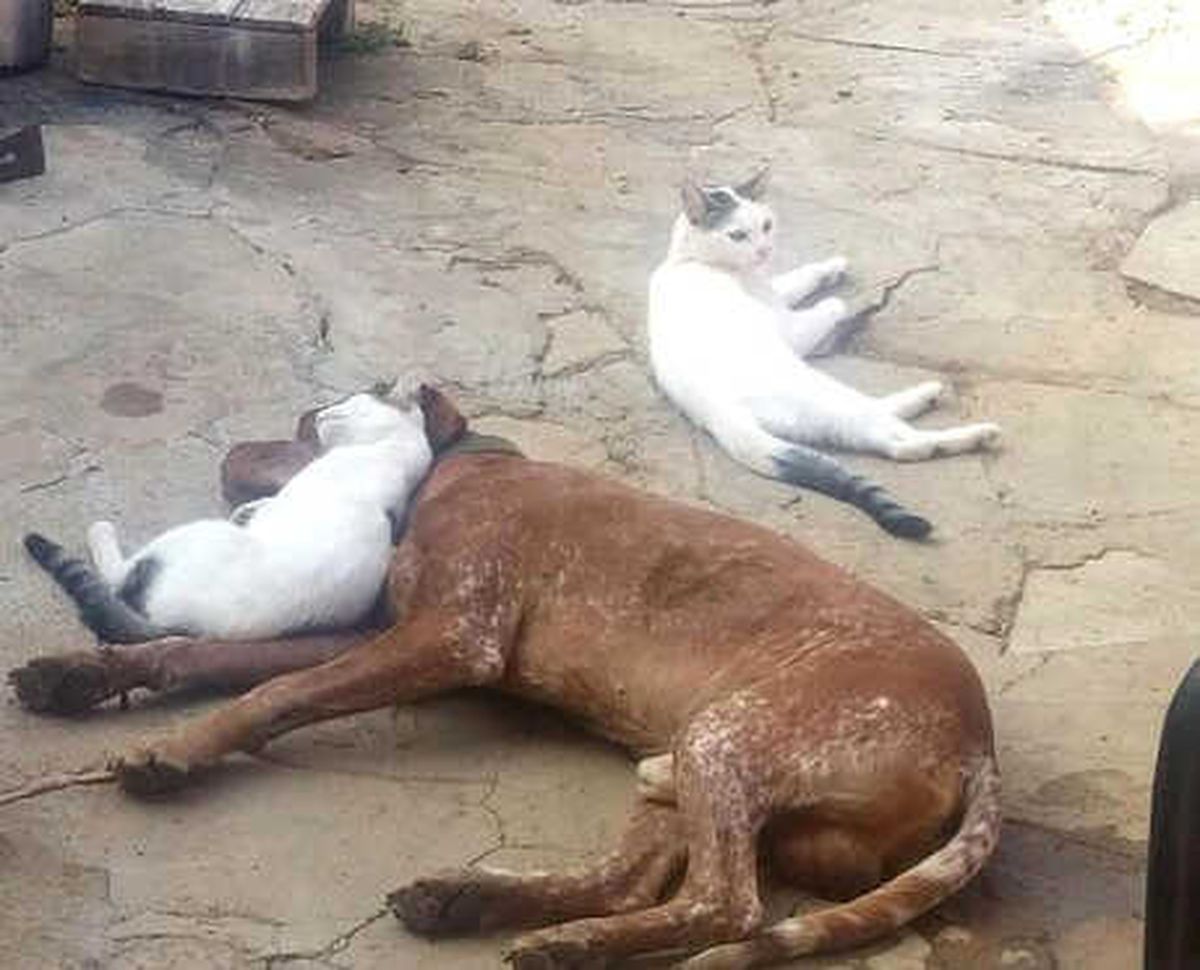 Dia ve Boncuk'un 'Dostluğu'