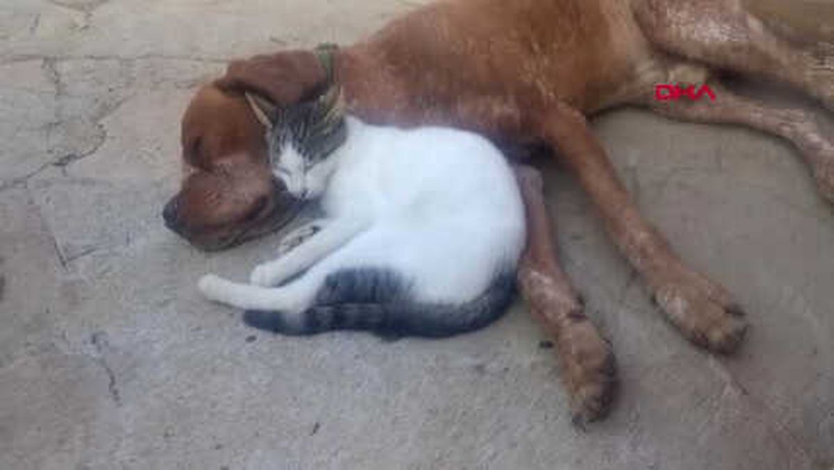 Manisa Dia ve Boncuk'un Sevimli Halleri