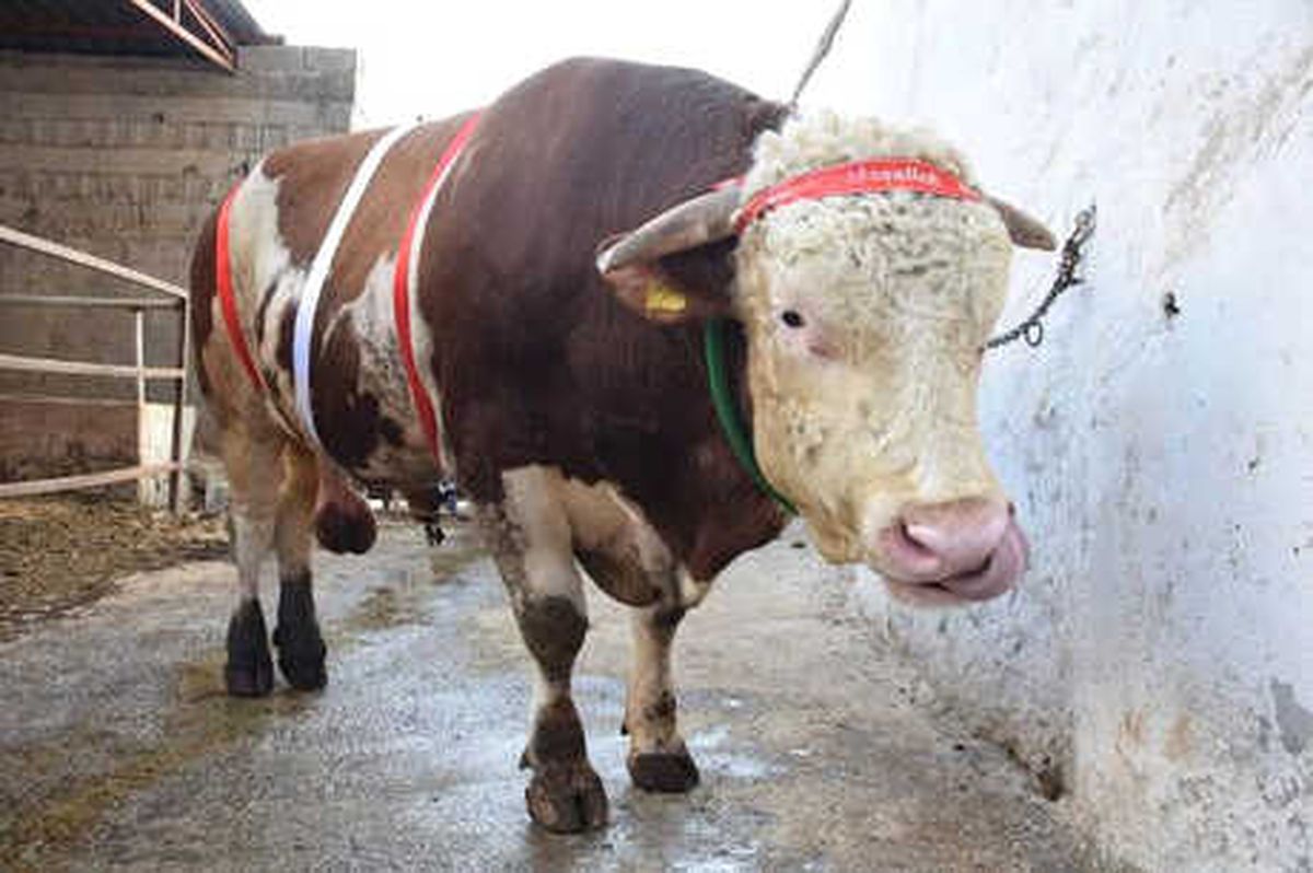2 Ton 200 Kiloluk Kurbanlık Boğa Alıcısını Bekliyor