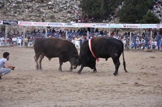 2. Karagöl Yayla Şenlikleri 2. Karagöl Yayla Şenlikleri