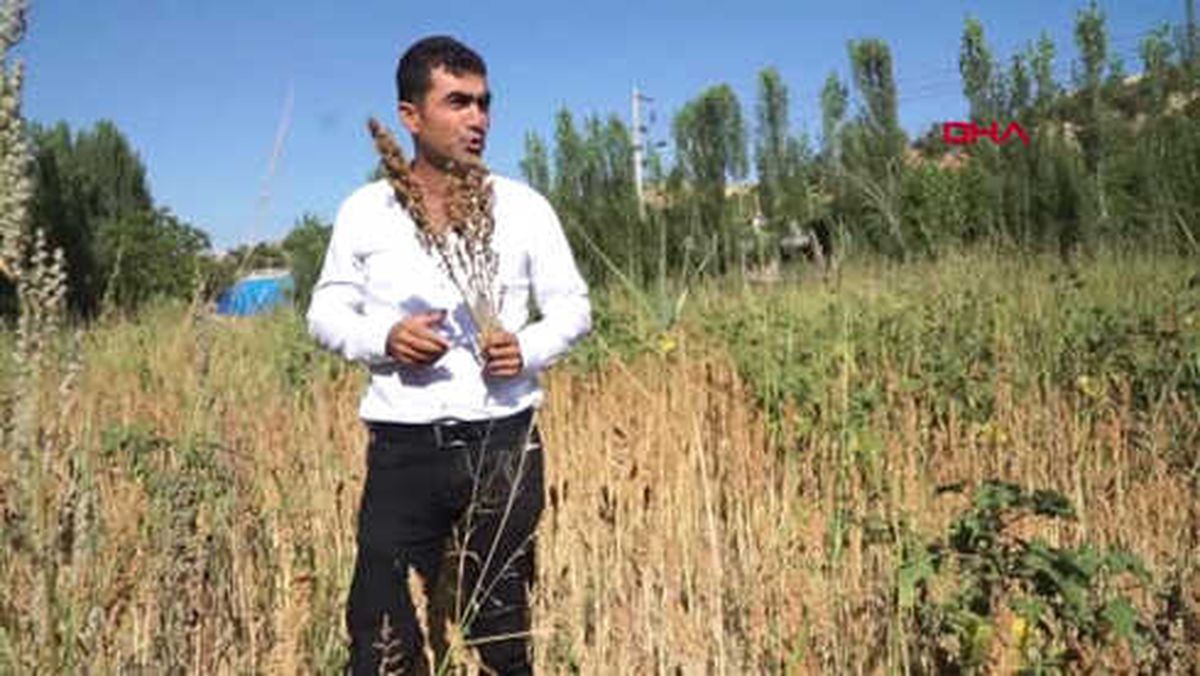 Adıyaman Gölbaşı'nda Kinoa Hasadı Başladı
