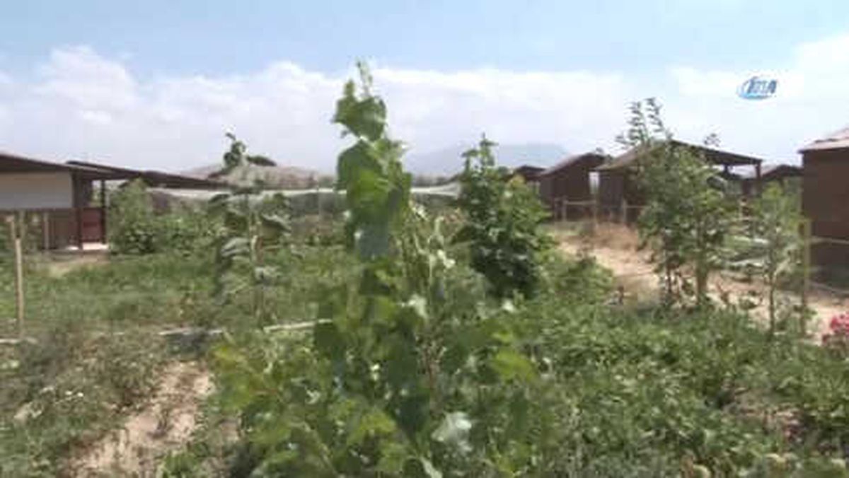 Van Gölü Kıyısındaki Hobi Bahçesinde Yılın İlk Hasadı
