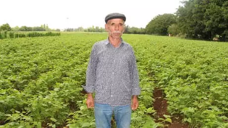 Fiyatlar, Fasulye Üreticisinin Yüzünü Güldürdü