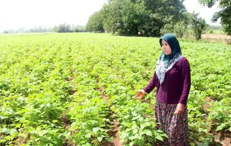 Fiyatlar, Fasulye Üreticisinin Yüzünü Güldürdü