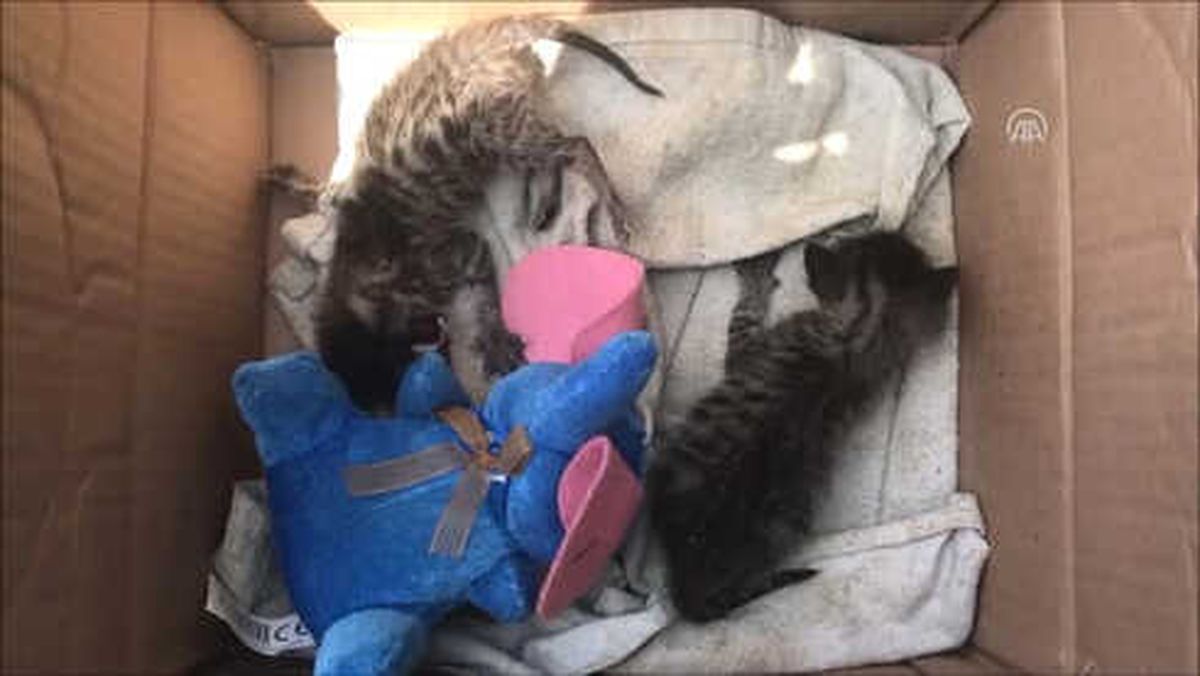 Annesiz Kedi Yavrularını Şırıngayla Besliyor