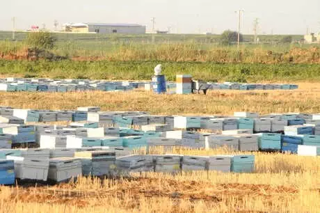 Akçakale'de Toplu Arı Ölümleri Üreticileri Endişelendirdi