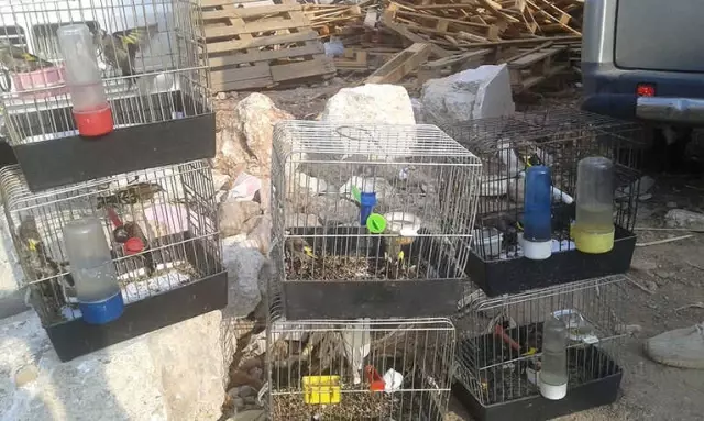 Antalya'da Saka Kuşu Satanlar Yakalandı