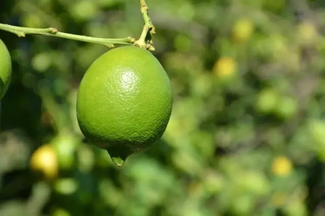 Dalaman Tigem'de Limon İhalesi