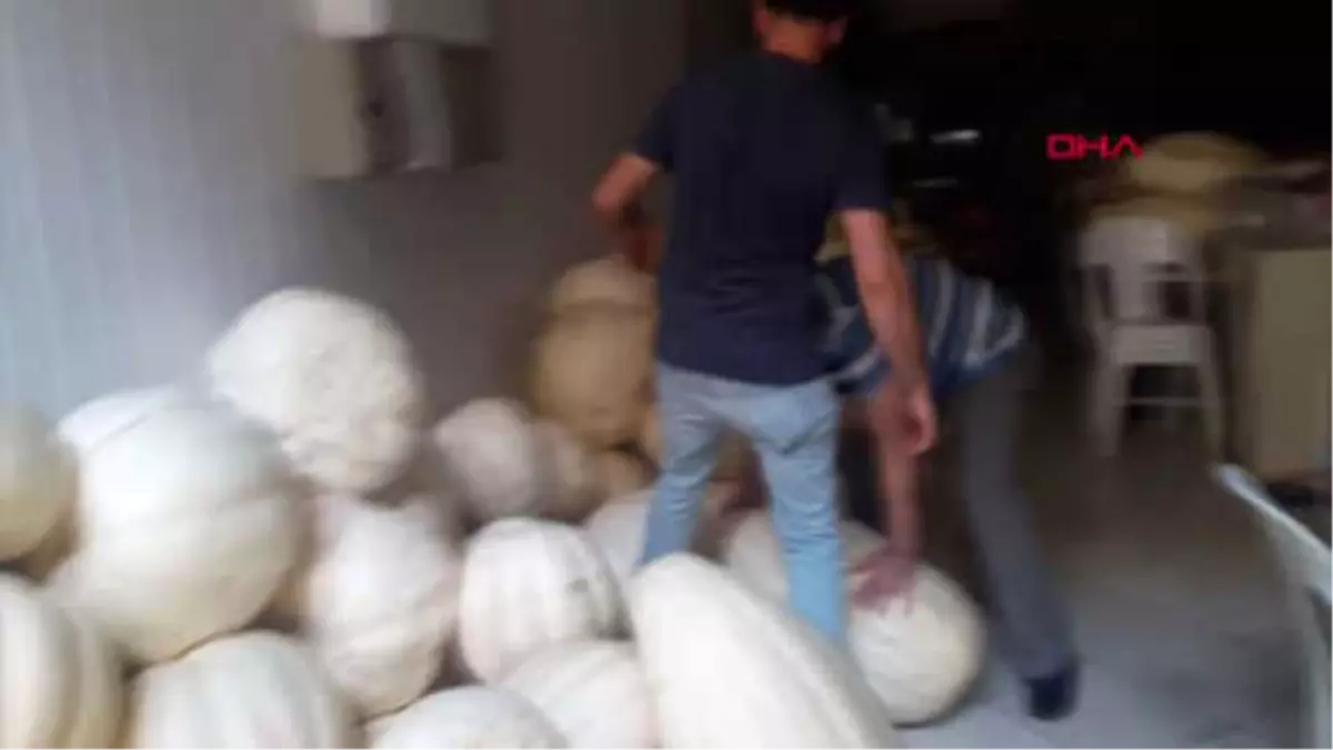 Hatay 80 Kiloluk Kabak Yetiştirdi